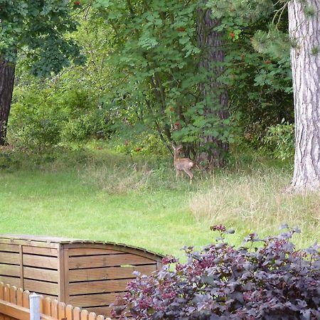 Ferienwohnung Im Wald Mit Kamin Bad Harzburg Exteriör bild