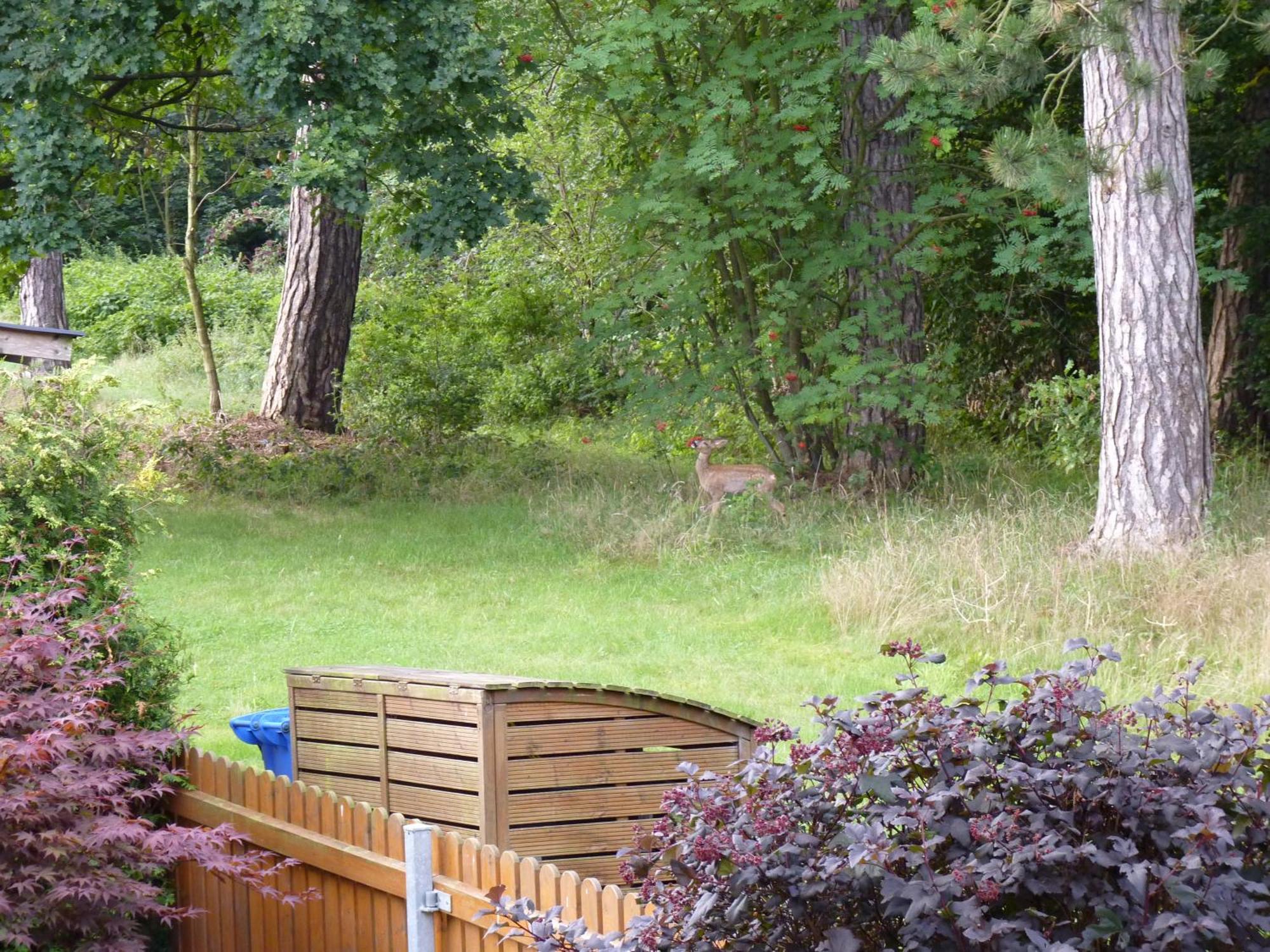 Ferienwohnung Im Wald Mit Kamin Bad Harzburg Exteriör bild